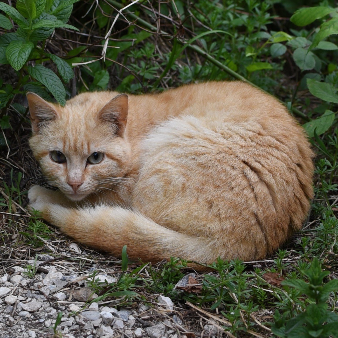 orange cat curled up outside in the woods